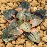 Haworthia Tropical Night Variegated