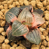 Haworthia Tropical Night Variegated