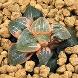 Haworthia Tropical Night Variegated