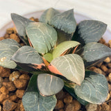 Haworthia Tropical Night X Correcta Variegated