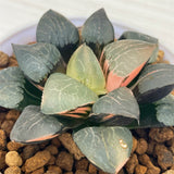 Haworthia Tropical Night X Correcta Variegated