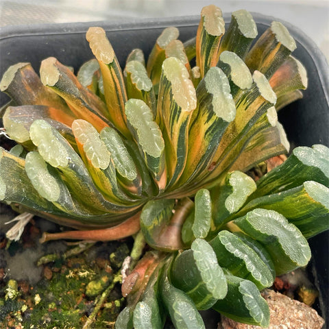 Haworthia Truncata Black Variegated