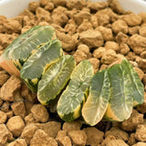 Haworthia 'TRUNCATA FILM' Variegated