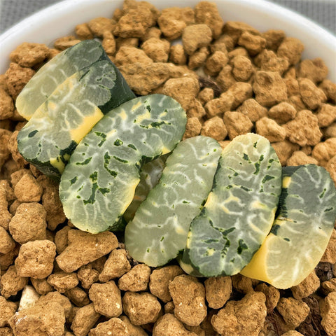Haworthia Truncata Genbu Variegated
