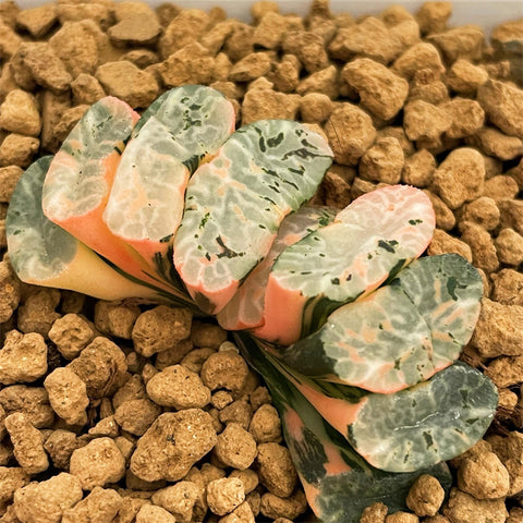 Haworthia Truncata Genbu Variegated