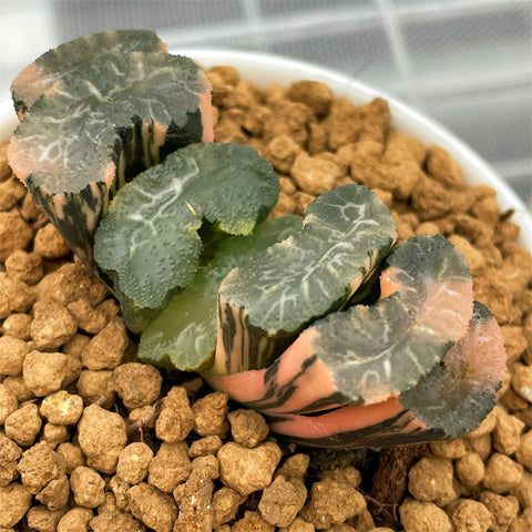 Haworthia Variegated Truncata 'Hiroshige'
