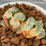 Haworthia Truncata Hokusai Variegated