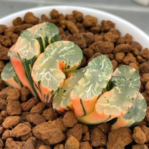 Haworthia Truncata Hokusai Variegated