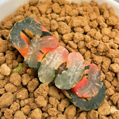All – Page 38 – ChinaHaworthia