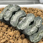Haworthia Truncata Water Drop Hybrid plant from seeds