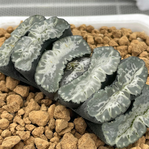 Haworthia Truncata Water Drop Hybrid plant from seeds