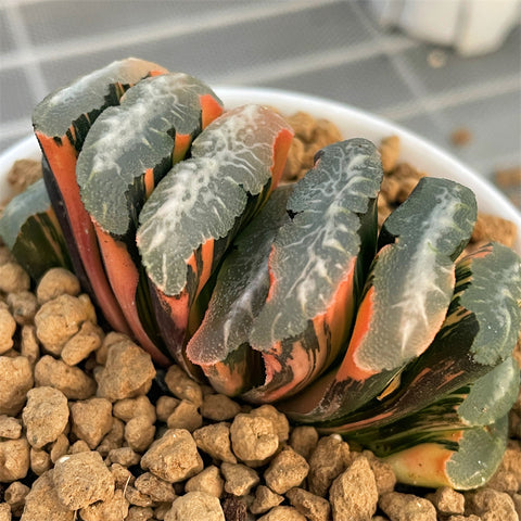 Haworthia Truncata Mammoth Variegated