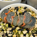 Haworthia Truncata Onawa Reverse Variegated