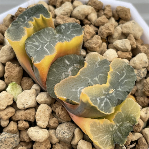 Haworthia Truncata Onawa Reverse Variegated
