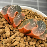 Haworthia Truncata Onawa Variegated