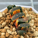 Haworthia Truncata Sakuyahime Variegated