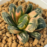 Haworthia Truncata Hybrid Variegated