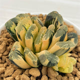 Haworthia Truncata Hybrid Variegated