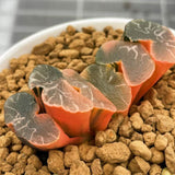 Haworthia Truncata Onawa Variegated