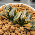 Haworthia Truncata Water Cube Variegated