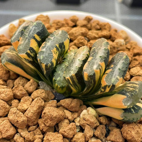 Haworthia Truncata Water Cube Variegated