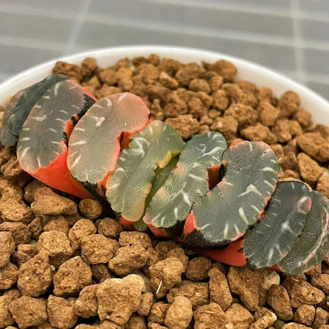 Haworthia Truncata cv. Midori no Shima X Best Blue Variegated