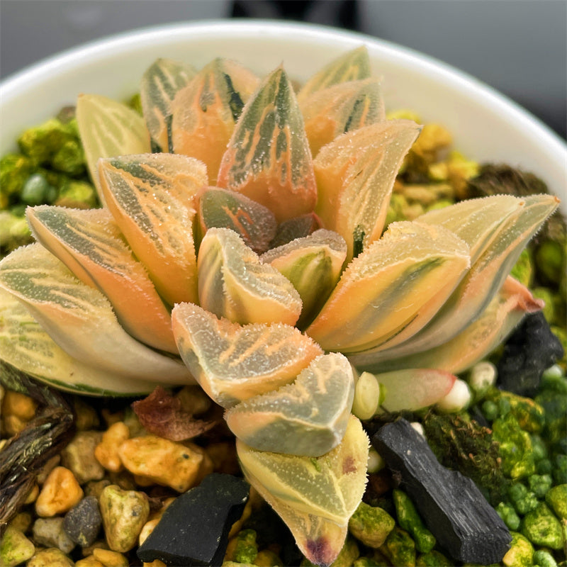 All – Page 27 – ChinaHaworthia
