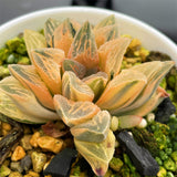 Haworthia Tyger Reverse Variegated