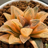 Haworthia Tyger Reverse Variegated