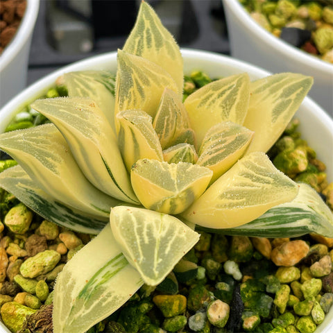 Haworthia Tyger RV