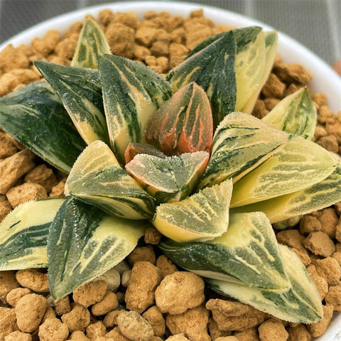 Haworthia Tyger Variegated