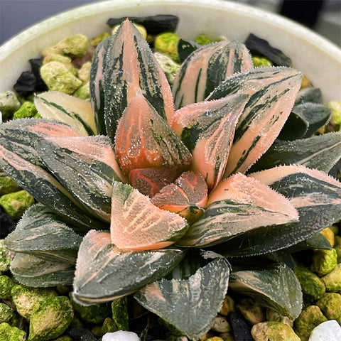 Haworthia Variegated 'Tyger'