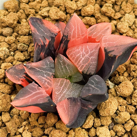 Haworthia Correcta UFO Variegated