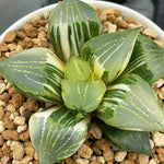 Haworthia Mutant Urahannya Variegated Big Size