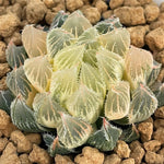 Haworthia Venusta Matcha Reverse Variegated