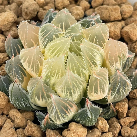 Haworthia Venusta Matcha Reverse Variegated