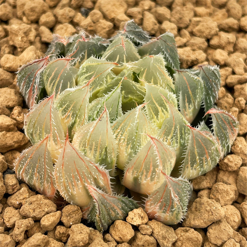 All – Page 40 – ChinaHaworthia