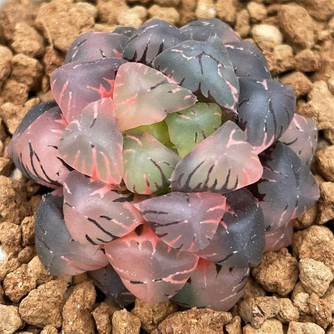 Haworthia Obtusa Violet Variegated