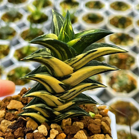 Haworthia Viscosa Variegated