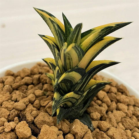 Haworthia Viscosa Variegated