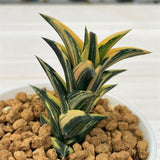 Haworthia Viscosa Variegated