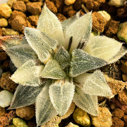 Haworthia Wimii Variegated