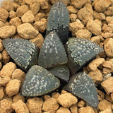 Haworthia Seeds Planted item WOLF TOOTH
