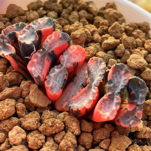 Haworthia Truncata Water Cube Variegated