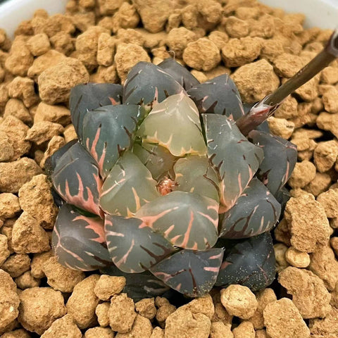 Haworthia Obtusa Water Moon Variegated