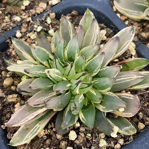 Haworthia Aristata Watermelon Mutant Variegated