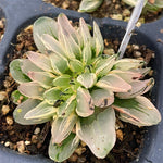 Haworthia Aristata Watermelon Mutant Variegated