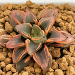 Haworthia Watermelon Mutant Variegated