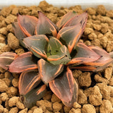 Haworthia Watermelon Mutant Variegated