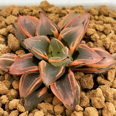 Haworthia Watermelon Mutant Variegated